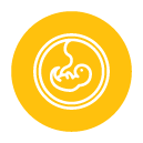 Embryo Transfer